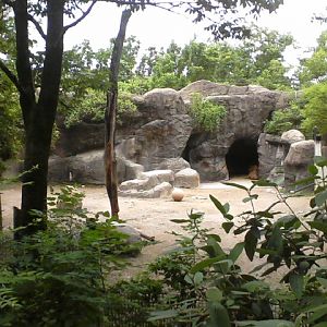 Wildlife Canyon- Sichuan Takin Exhibit