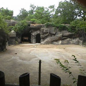 Wildlife Canyon- Przewalski's Horse Exhibit