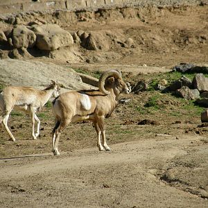 armenian mouflon(I think)