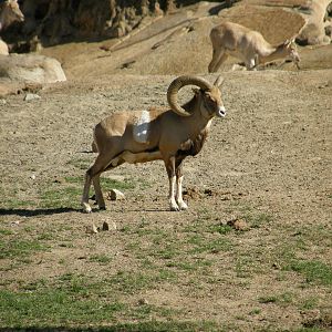 armenian mouflon