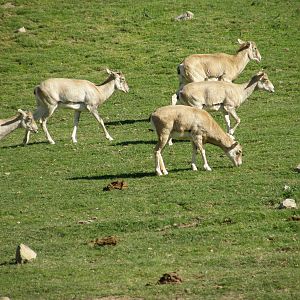 armenian mouflon