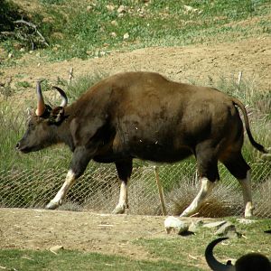 gaur