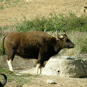 gaur