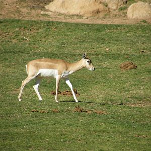blackbuck