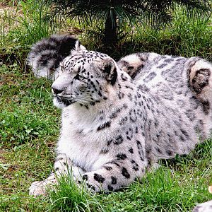 Snow leopard (Panthera unica)