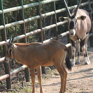 Seoul Zoo - Gemsbok
