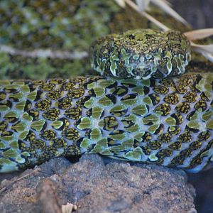 Mang Mountain Pit Viper