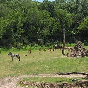 GotS Panorama - Mixed Species
