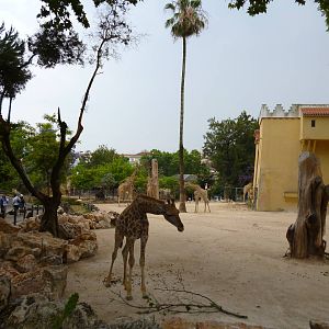 Lisbon Zoo 2011