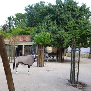 Lisbon Zoo 2011