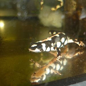 Kaiser's Spotted Newt