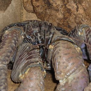 Coconut Crab