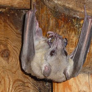 Egyptian fruit bat