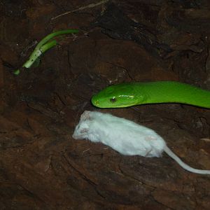 Eastern green mamba