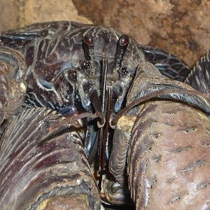 Coconut Crab closeup