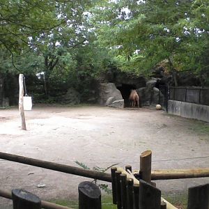 Wildlife Canyon- Bactrian Camel Exhibit