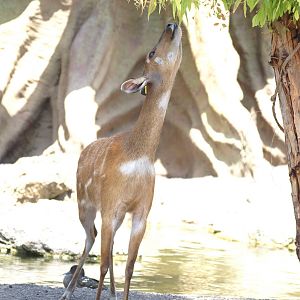 The sitatunga was believed okapi. :D