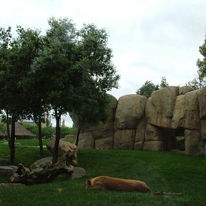 Lion Exhibit at Bioparc Valencia, 28/05/11