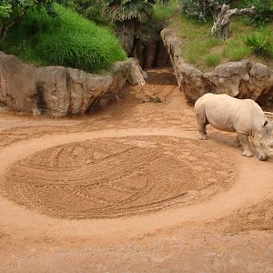 Southern White Rhino 'Romulo' at Bioparc Valencia, 28/05/11