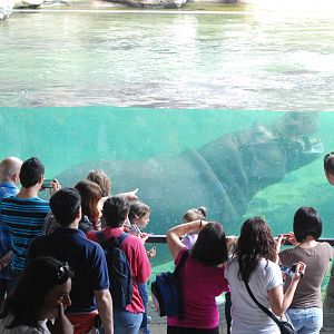 Hippo Viewing at Bioparc Valencia, 28/05/11