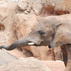 African Bush Elephant at Bioparc Valencia, 28/05/11