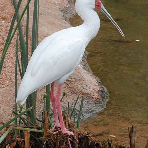 African Spoonbill at Bioparc Valencia, 28/05/11