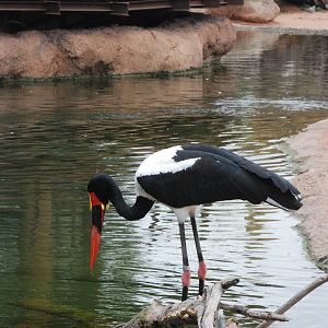 Saddle-billed Stork at Bioparc Valencia, 28/05/11
