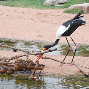 Saddle-billed Stork and Fulvous Whistling Ducks at Bioparc Valencia, 28/05/