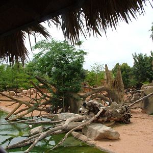 Savannah Boundary at Bioparc Valencia, 28/05/11