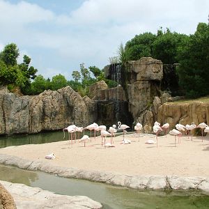 Flamingo and Stork Exhibit at Bioparc Valencia, 28/05/11