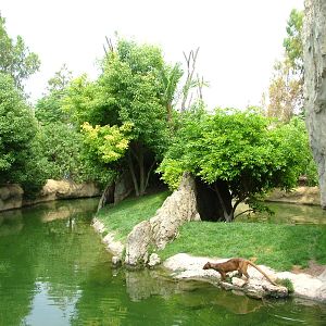 Fossa Island at Bioparc Valencia, 28/05/11