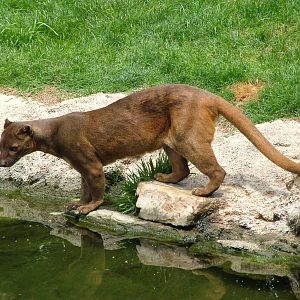 Fossa at Bioparc Valencia, 28/05/11
