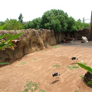 Antelope and Crane Exhibit at Bioparc Valencia, 28/05/11