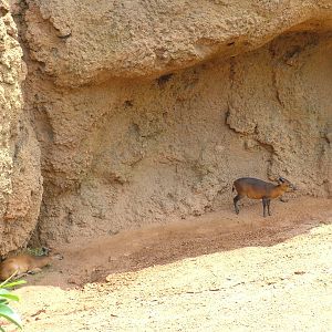 Duiker Pick-and-Mix at Bioparc Valencia, 28/05/11