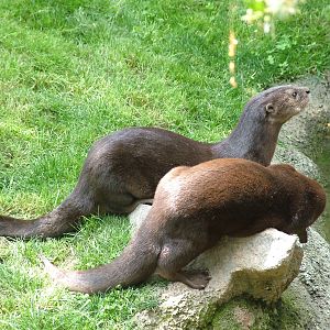 Spot-necked Otters at Bioparc Valencia, 28/05/11