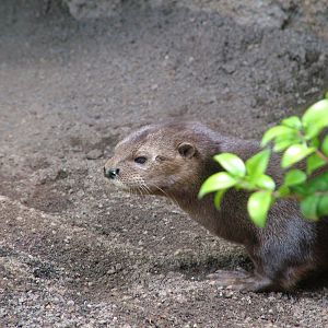 Spot-necked Otter at Bioparc Valencia, 28/05/11