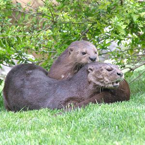 Spot-necked Otters at Bioparc Valencia, 28/05/11