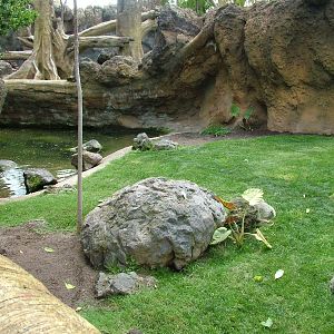 Spot-necked Otter Exhibit at Bioparc Valencia, 28/05/11