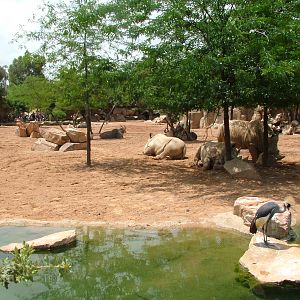 Smaller Savannah at Bioparc Valencia, 28/05/11