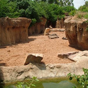 Warthog Exhibit at Bioparc Valencia, 28/05/11