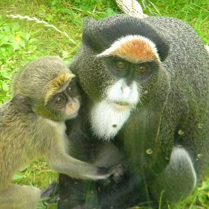 De Brazza Monkey at Blackpool Zoo 25/06/11