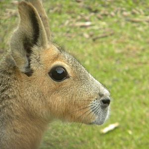 Patagonian Mara at Blackpool Zoo 25/06/11