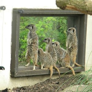 Slender-tailed Meerkats at Blackpool Zoo 25/06/11