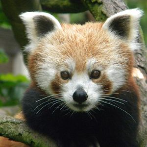 Chestnut the Red Panda at Blackpool Zoo 25/06/11