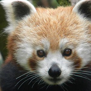 Chestnut the Red Panda at Blackpool Zoo 25/06/11