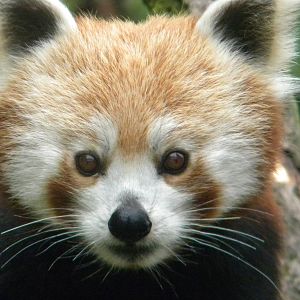 Chestnut the Red Panda at Blackpool Zoo 25/06/11