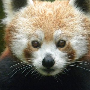 Chestnut the Red Panda at Blackpool Zoo 25/06/11