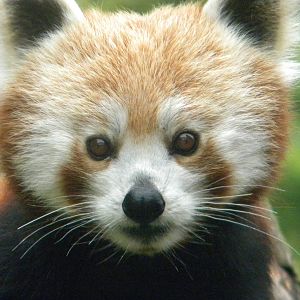Chestnut the Red Panda at Blackpool Zoo 25/06/11