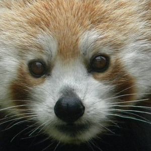 Chestnut the Red Panda at Blackpool Zoo 25/06/11