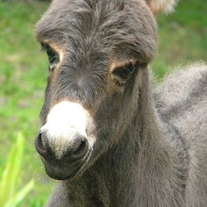 Leah the Miniature Donkey at Blackpool Zoo 25/06/11